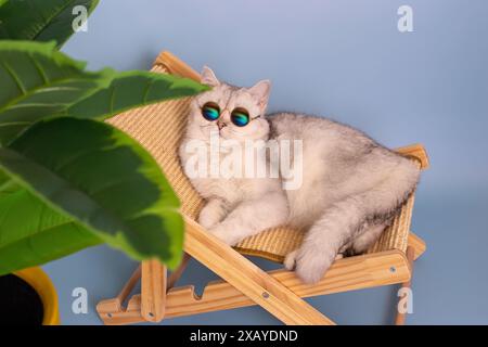 A white cat in sunglasses lies on a straw chaise longue Stock Photo