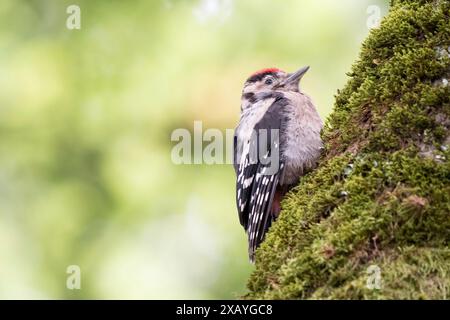 Young great spotted woodpecker (Dendrocopos major) on a mossy tree trunk, blurred green background, Hesse, Germany Stock Photo