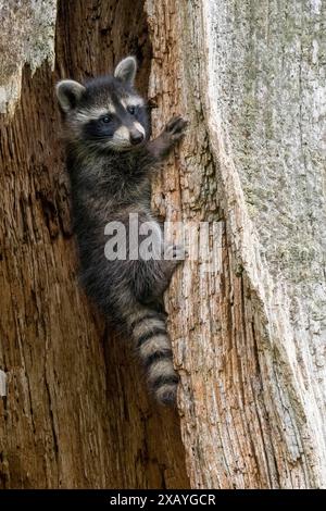 A young raccoon (Procyon lotor) climbs up a tree trunk and looks sideways, Hesse, Germany Stock Photo