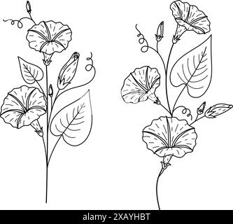 Hand drawn morning glory flowers, September birth month flower for logo, tattoo, t sihrt designs and so on. Vector illustration Stock Vector