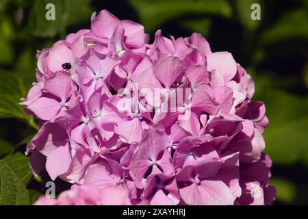Bright pink inflorescence of a tree hydrangea growing in a garden. Blooming hortensia bush close-up. Stock Photo