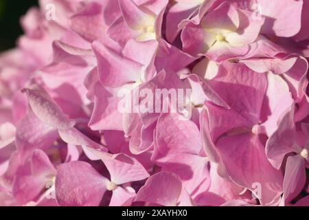 Floral background: pink hydrangea petals close up. Peak flowering of pink hortensia - summer in the garden. Stock Photo