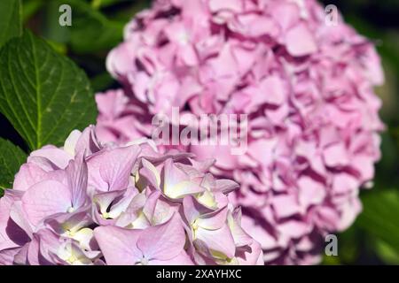 Close-up of pink hydrangea inflorescences. Flowering hortensia in open ground - flowers with delicate petals, illuminated by the sun. Stock Photo
