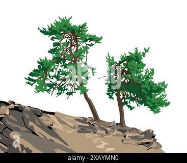 Trees, two pine trees on hill isolated on white sky background Stock Vector