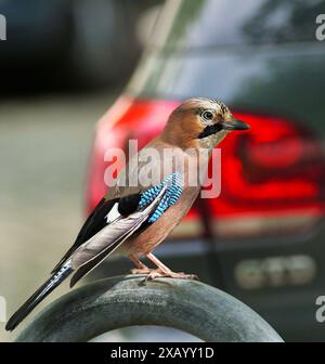 Berlin, Germany. 21st Apr, 2024. 21.04.2024, Berlin. A jay (Garrulus glandarius) sits on a metal bracket in front of a parked car in a street on a spring day. The jays with the colorful feathers have adapted to life in the big city in many areas. Credit: Wolfram Steinberg/dpa Credit: Wolfram Steinberg/dpa/Alamy Live News Stock Photo