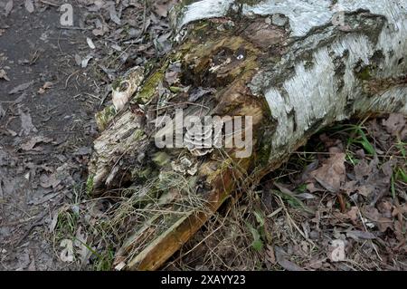 an old rotten birch log lying on the ground Stock Photo
