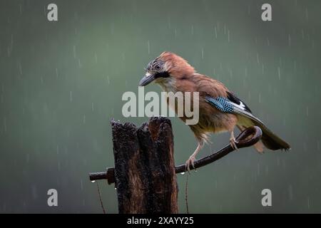 Jay perched in the rain Stock Photo