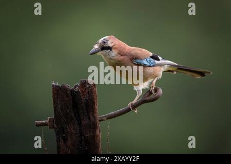 Jay perched in the rain Stock Photo