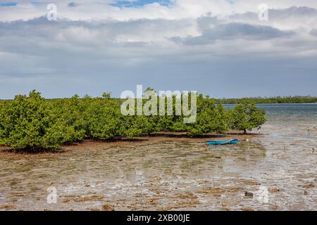 Mozambique, Cabo Delgado, Quirimbas, Ilha do Ibo, Mangroves Stock Photo