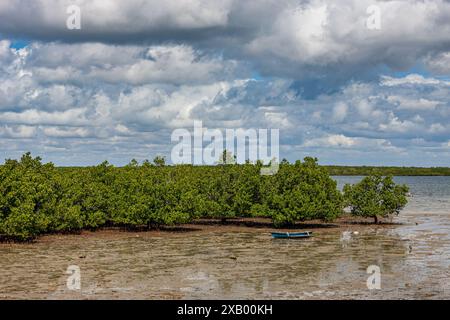 Mozambique, Cabo Delgado, Quirimbas, Ilha do Ibo, Mangroves Stock Photo