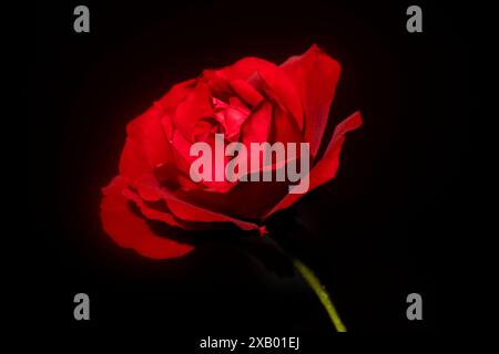Bright Red Rose Crimson Sweet Dream on Black Background Stock Photo