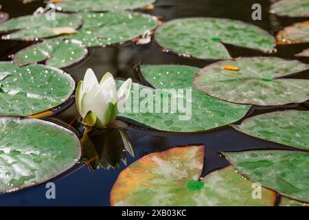 blooming white water lily surrounded by green lily pads with dew drops, floating on a calm pond, nature background Stock Photo
