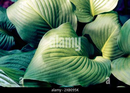 Hosta plant green leaves growing in the garden in sunny day. Stock Photo