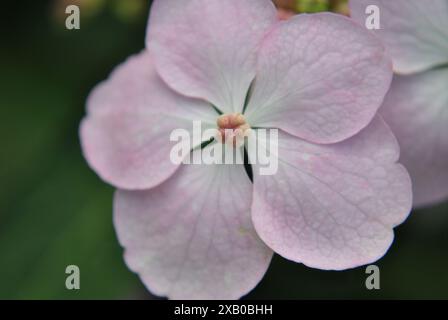 Close-Up View of a Delicate Pink Hydrangea Blossom Stock Photo