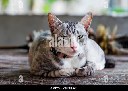 Beautiful young domestic cat dozing on a table top Stock Photo