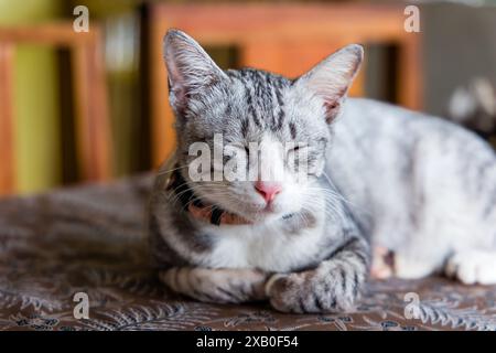 Beautiful young domestic cat dozing on a table top Stock Photo