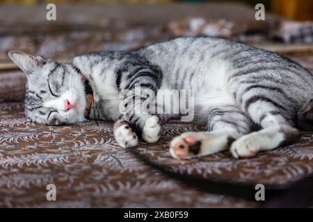 Beautiful young domestic cat dozing on a table top Stock Photo