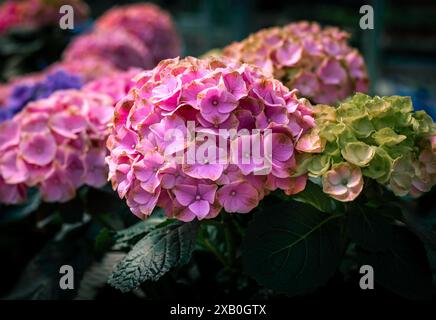 Clusters of pink and lime green Bigleaf Hydrangea (Hydrangea macrophylla) flowers in a summer garden, Hamilton, Ontario, Canada. Stock Photo