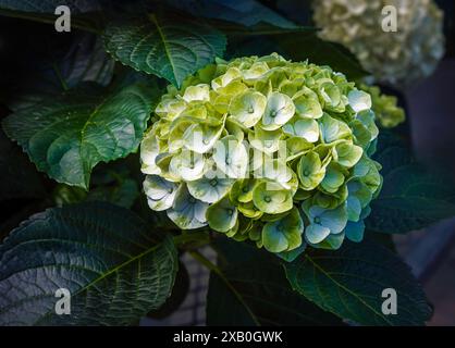 Unique Lime Green and Blue Hydrangea (Hydrangea macrophylla) Bloom in Shadow Stock Photo