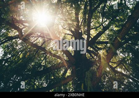 Sunlight shines through the branches and leaves of a large, old tree, creating a beautiful natural canopy. The sun's rays create a dramatic effect, hi Stock Photo