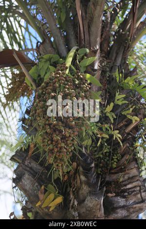 licuri tree - Syagrus coronata salvador, bahia, brazil - october 31, 2023: licuri tree - Syagrus coronata - seen in the city of Salvador. SALVADOR BAHIA BRAZIL Copyright: xJoaxSouzax 311023JOA4317470 Stock Photo