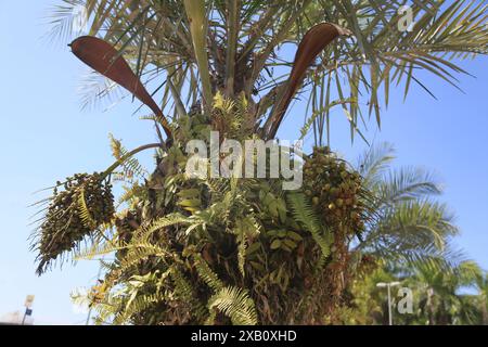 licuri tree - Syagrus coronata salvador, bahia, brazil - october 31, 2023: licuri tree - Syagrus coronata - seen in the city of Salvador. SALVADOR BAHIA BRAZIL Copyright: xJoaxSouzax 311023JOA4317464 Stock Photo