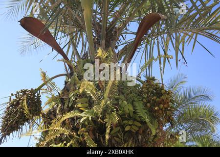 licuri tree - Syagrus coronata salvador, bahia, brazil - october 31, 2023: licuri tree - Syagrus coronata - seen in the city of Salvador. SALVADOR BAHIA BRAZIL Copyright: xJoaxSouzax 311023JOA4317465 Stock Photo