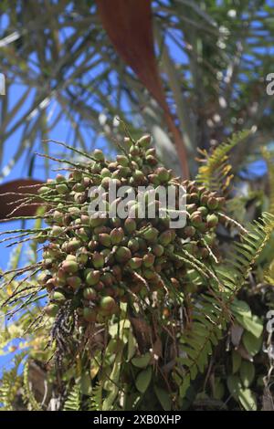 licuri tree - Syagrus coronata salvador, bahia, brazil - october 31, 2023: licuri tree - Syagrus coronata - seen in the city of Salvador. SALVADOR BAHIA BRAZIL Copyright: xJoaxSouzax 311023JOA4317462 Stock Photo