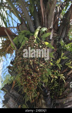 licuri tree - Syagrus coronata salvador, bahia, brazil - october 31, 2023: licuri tree - Syagrus coronata - seen in the city of Salvador. SALVADOR BAHIA BRAZIL Copyright: xJoaxSouzax 311023JOA4317468 Stock Photo