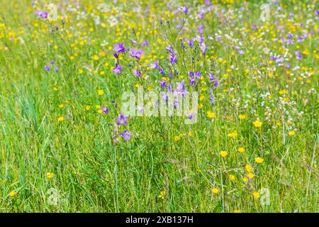 WiesenGlockenblume Campanula patula blüht am alten Steinbruch