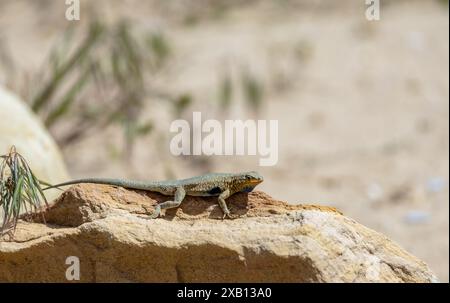 Western side-blotched lizard sun bathing. Dinosaur National Monument, Utah Stock Photo