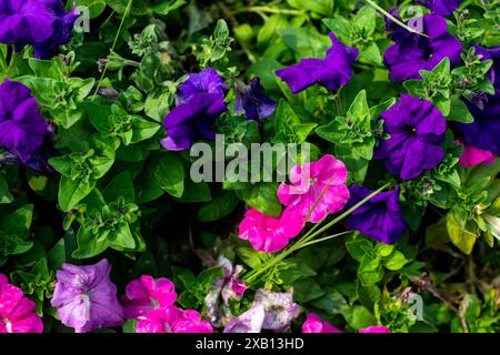 Petunia Supercascade is very large colored flowers cover bushy plants. This is an exciting new trailing petunia with regal blue blooms that are borne Stock Photo