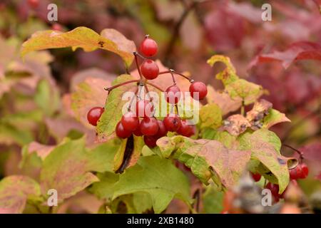 Red viburnum berries on the bush branches. High quality photo Stock Photo