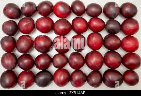 Several rows of red large plums on a white background. Stock Photo