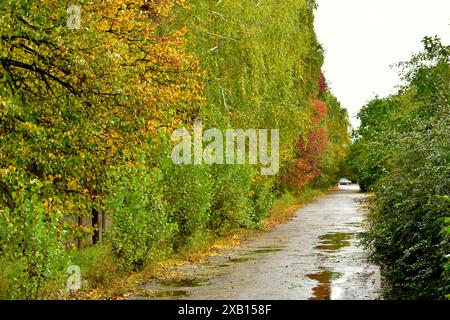 Autumn landscape. The road after the rain is covered in puddles. The crowns of the trees that grow along the road have turned yellow. Stock Photo