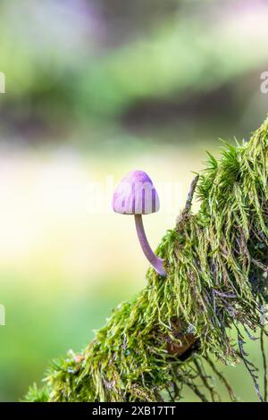 Pink mushroom growing in green moss Stock Photo