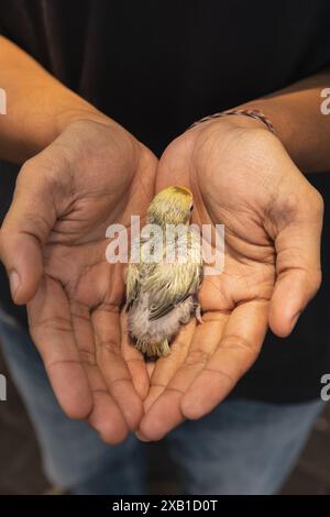 hand holding nestling, a baby bird that is a few days old and covered with down Stock Photo
