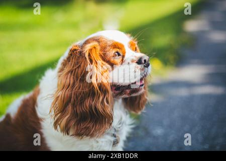 Blenheim Cavalier King Charles Spaniel Stock Photo