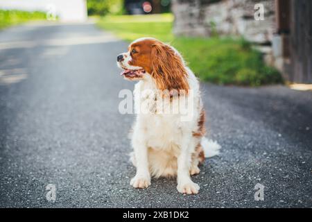 Blenheim Cavalier King Charles Spaniel Stock Photo