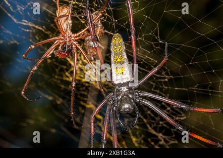 Mozambique, Maputo, Maputo, Outdoor, Golden-Orb Spider (Nephila pilipes) Stock Photo