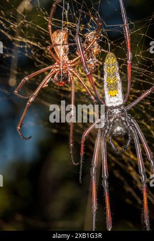 Mozambique, Maputo, Maputo, Outdoor, Golden-Orb Spider (Nephila pilipes) Stock Photo