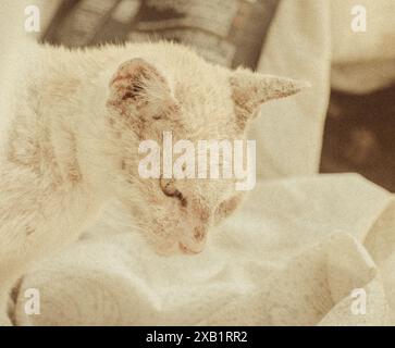 A heartwarming image of a cat relishing a moment of relaxation as it scratches an itch. The soft lighting and subtle textures. Stock Photo