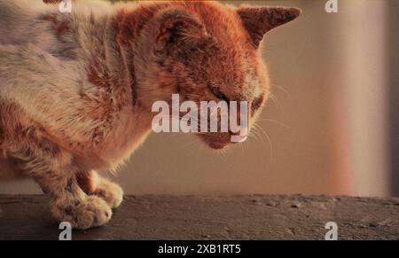 A heartwarming image of a cat relishing a moment of relaxation as it scratches an itch. The soft lighting and subtle textures. Stock Photo