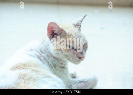 A heartwarming image of a cat relishing a moment of relaxation as it scratches an itch. The soft lighting and subtle textures. Stock Photo