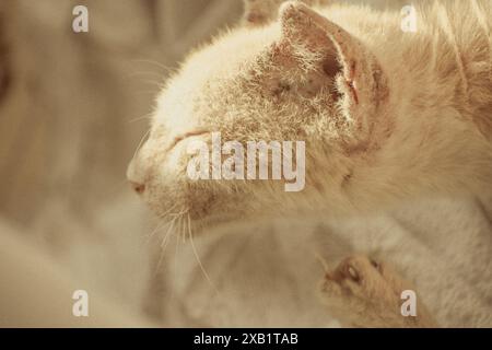 A heartwarming image of a cat relishing a moment of relaxation as it scratches an itch. The soft lighting and subtle textures. Stock Photo