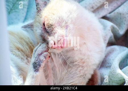 A heartwarming image of a cat relishing a moment of relaxation as it scratches an itch. The soft lighting and subtle textures. Stock Photo