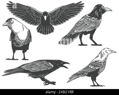 Hand drawn of crow from different angle views in engraving black and white style isolated on white background. Crow bird vector illustration. Stock Vector