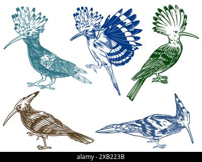 Hand drawn of Hoopoe bird from different angle views in engraving colorful style isolated on white background. Hoopoe bird vector illustration. Stock Vector
