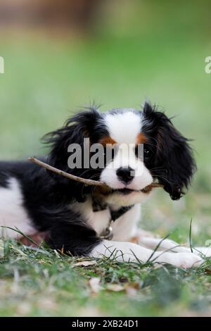 Cavalier King Charles spaniel puppy playing in backyard with stick Stock Photo