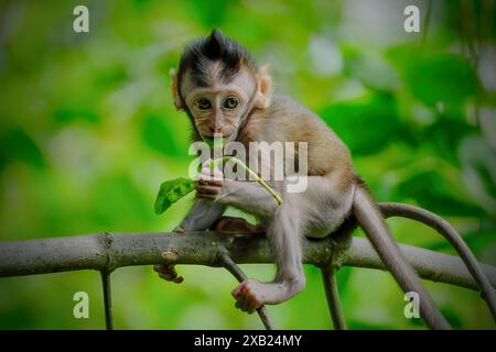 Baby long tailed macaque in mangrove forest Stock Photo